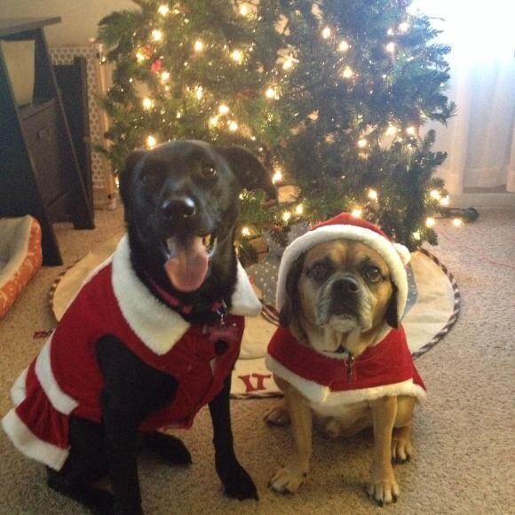 Christmas 2013. Gracie and Leo.