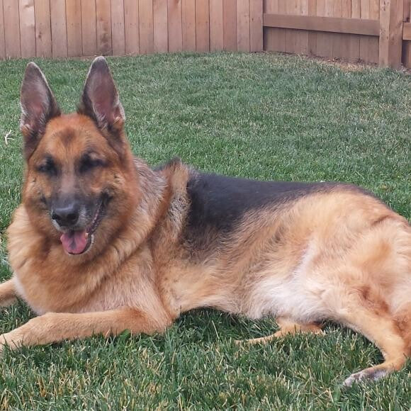 Honest Kitchen helps with food sensitivity that most german shepherds have.