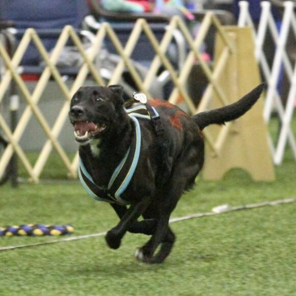 Another flyball shot, her coat glistens...even with the indoor lighting.