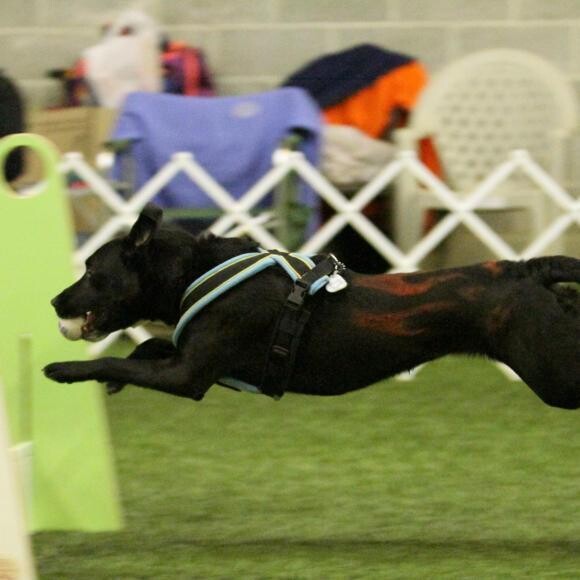 Pixie, competing in flyball.