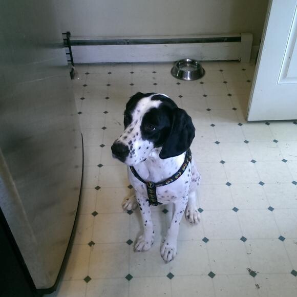 Waiting like a good boy