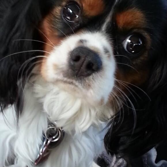 Tucker is a CKC. Blind in one eye-doesn't affect his love for life!