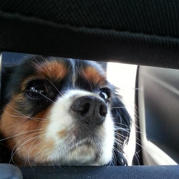 Wondering where his Daddy is!