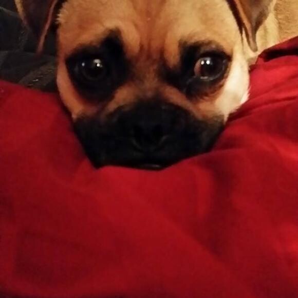 I was not sharing my snack with Frank so this is the face he gave me.
