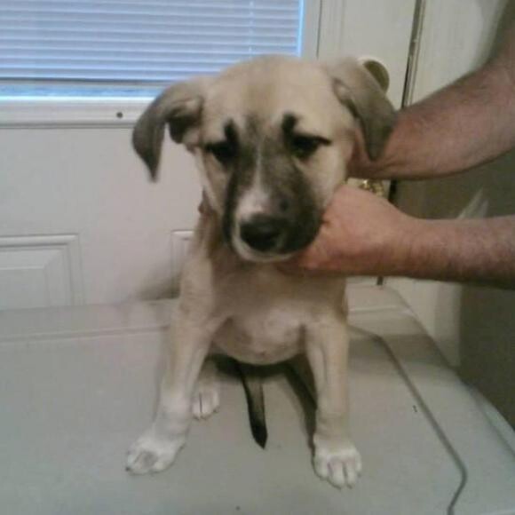 Jessie at 8 weeks
