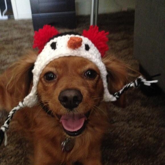 Ember in her holiday hat