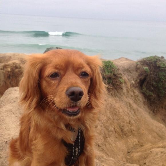 Ember at the beach