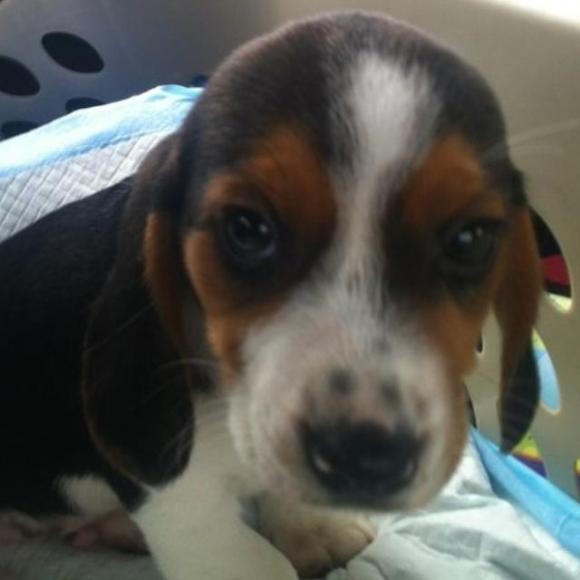 cute puppy pic!