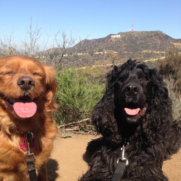 Ember and Volcano (big brother) on a hike. The sun is bright!