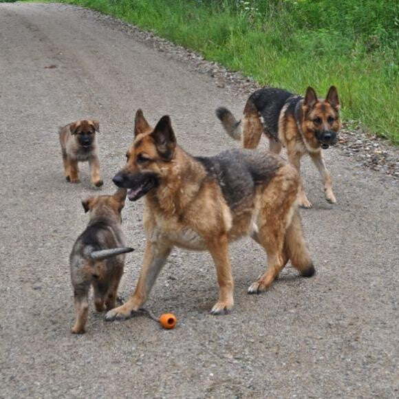Rain shown with her grand puppies & daughter Spider in mid-August 2014.