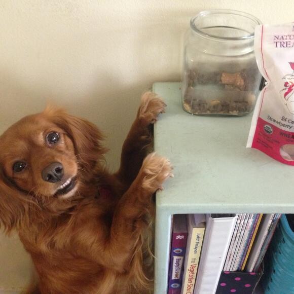 Ember waiting for her treat jar to be filled.