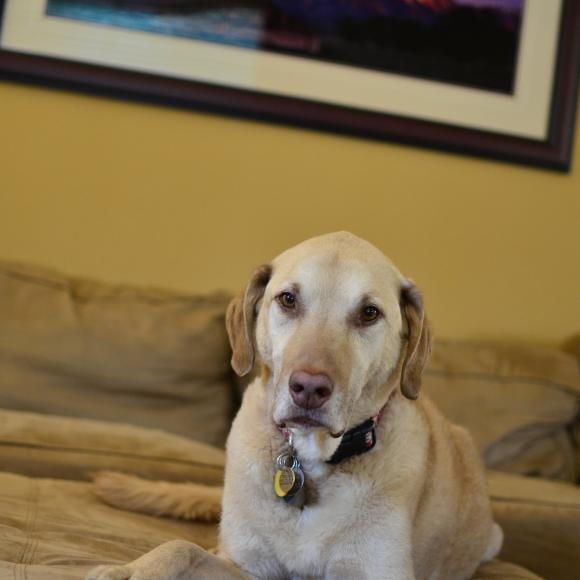 Sadie - Chesapeake Bay Retriever