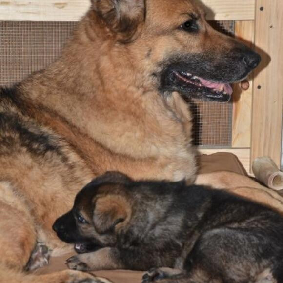 Rain with grand puppy Dozer in June 2014.