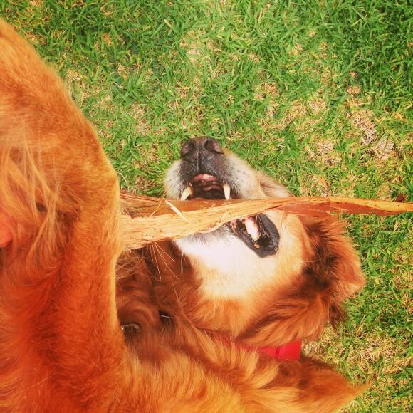 An Old Dog up to Old Tricks.