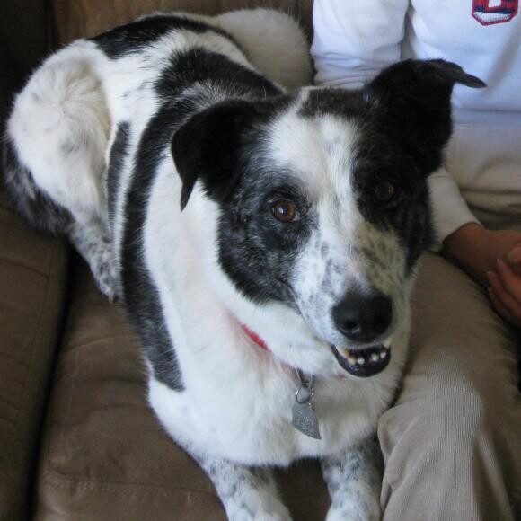 My loyal, beloved best-dog-ever =)