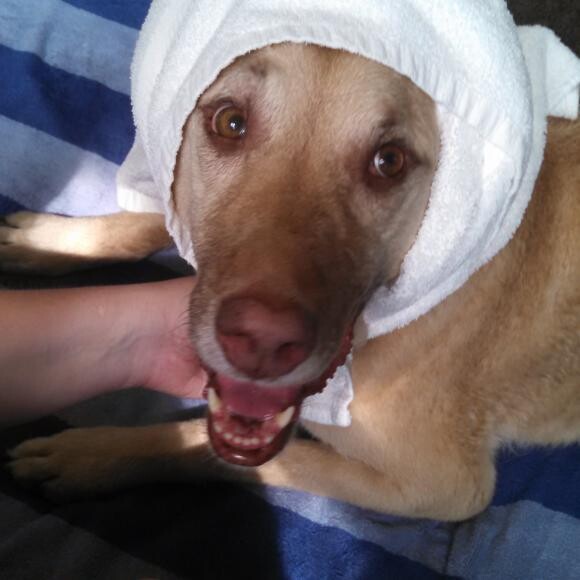 Sadie getting some spa time after swimming in the hydrotherapy pool.
