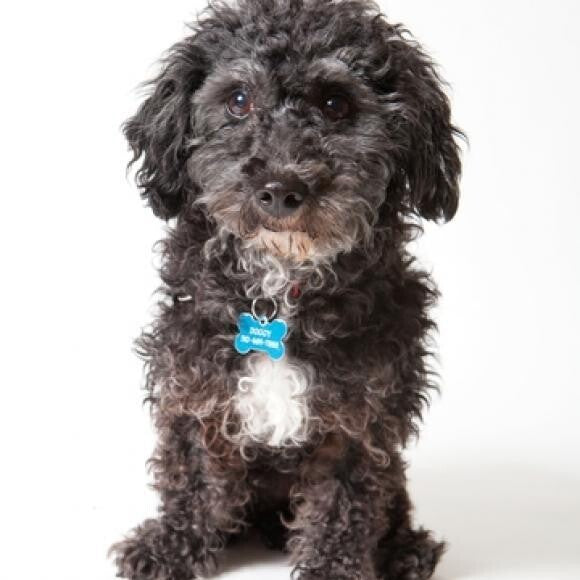 Our little love, Augie. We adopted him from Muttville Senior Dog Rescue.