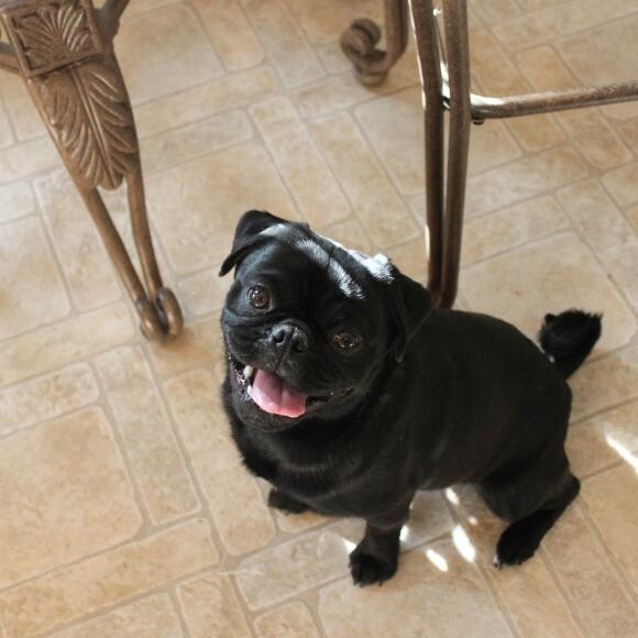 This was Charlie's picture from the rescue - it was love at first sight!