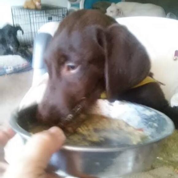 Gunner enjoying his Honest Kitchen. 3 times a day, every day.