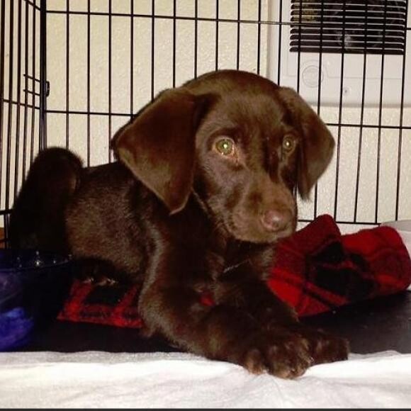 Mo was a very sick pup who almost didnt make it