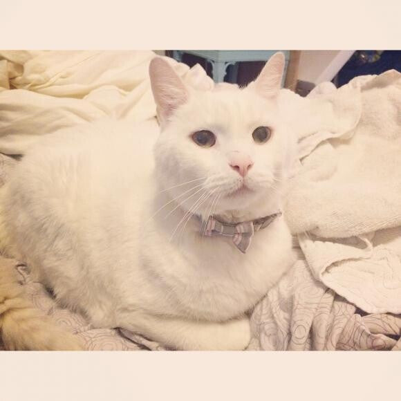 Now. His coat is much softer and he's losing weight!