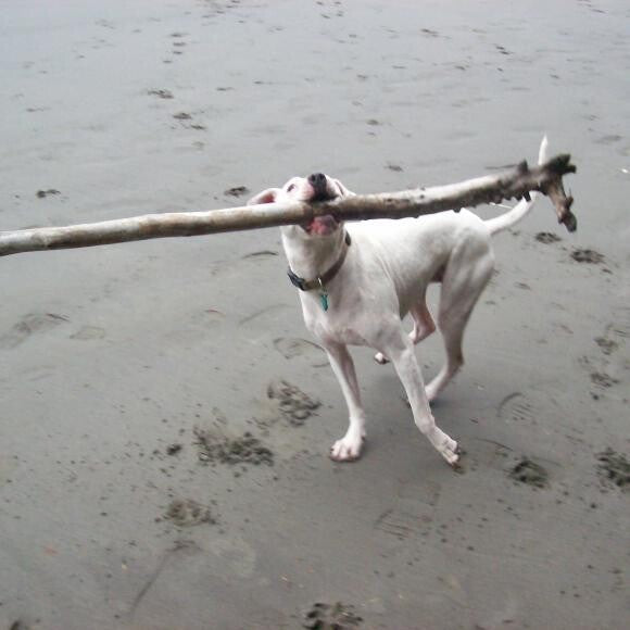 Titan and his branch on Ruby Beach.
