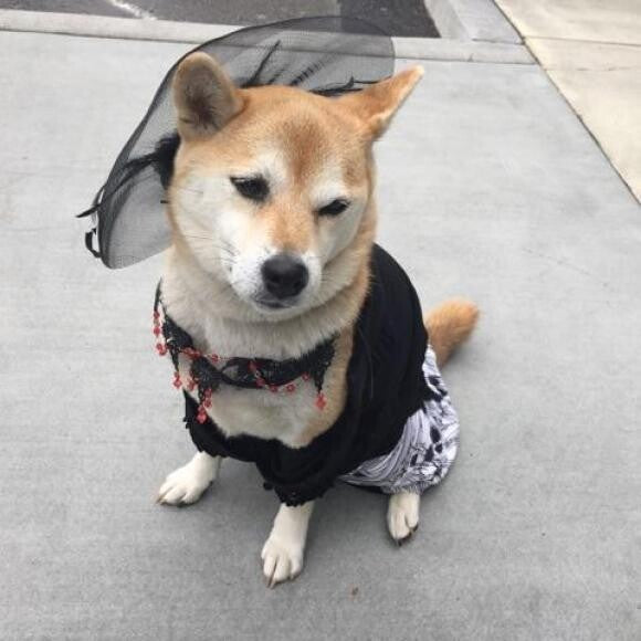 Sachi was a Victorian girl for the Halloween pet contest and won 1st prize!