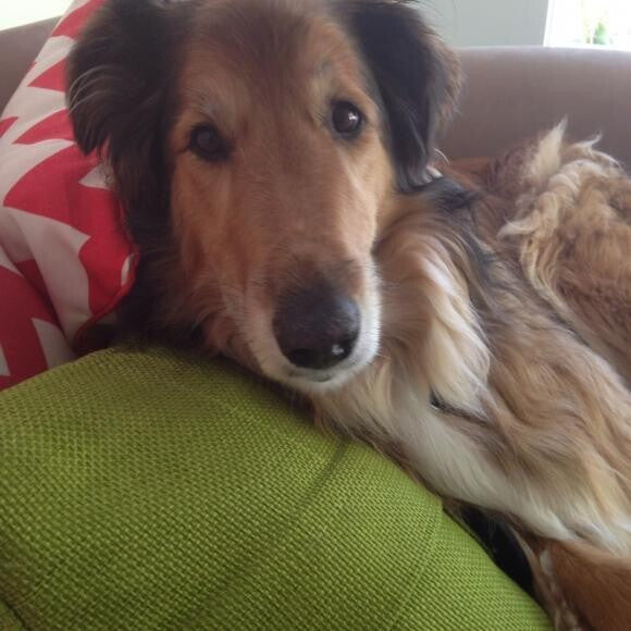 Daphne our Collie Mix