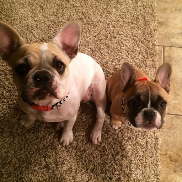 Miss Sassypants & Miss Bandit love their Honest Kitchen!