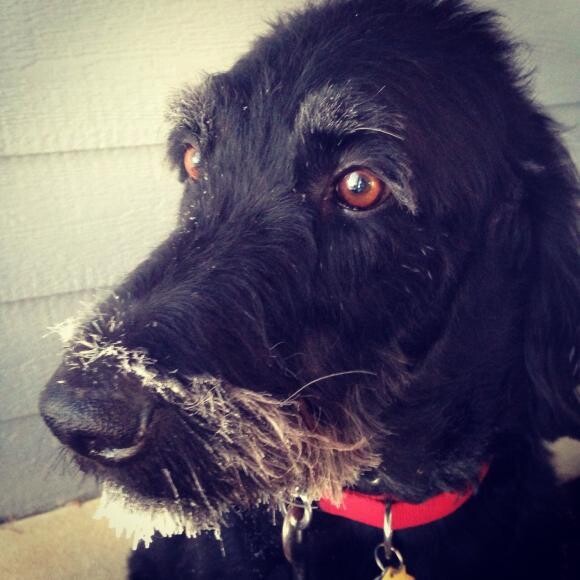 Declan with his post-walk ice beard