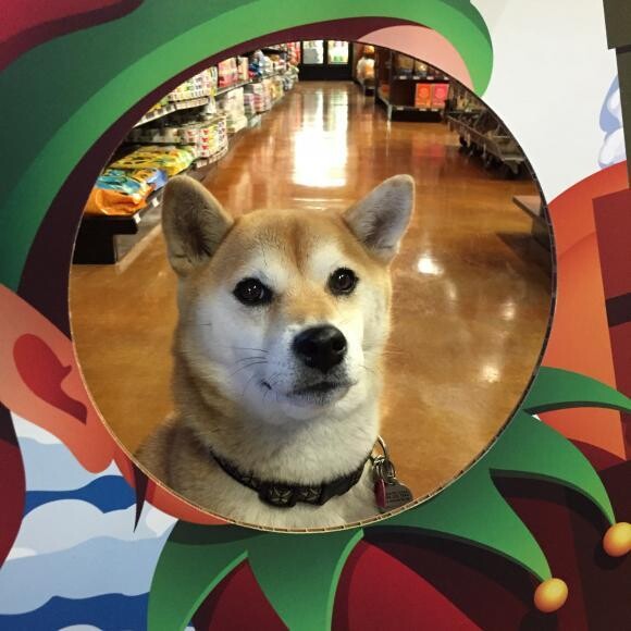 Sachi