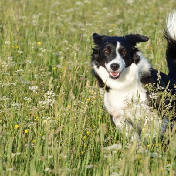 Faith running free in a fiield of flowers