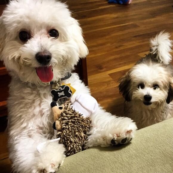 Milo - 6 month old Maltipoo