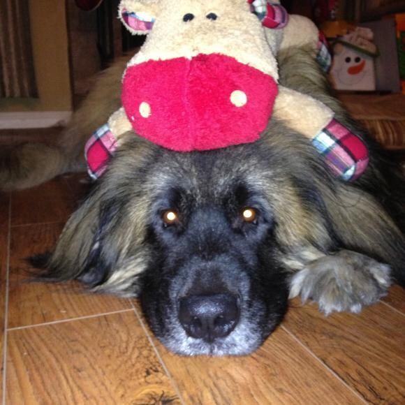 Zanny wants to know if Honest Kitchen makes reindeer food too.