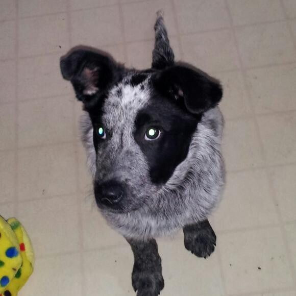 Before surgery. You can see the tips of her ears are folded over. Not natural