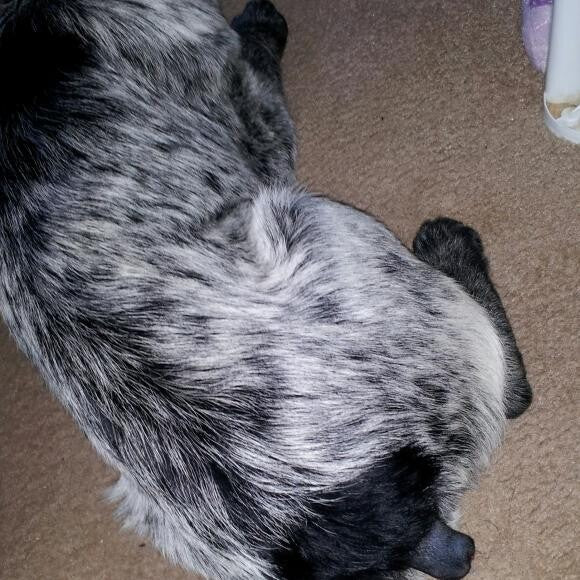 A very short tail.