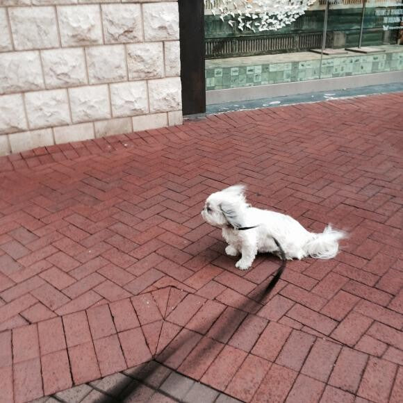 A gusty day for a walk..
