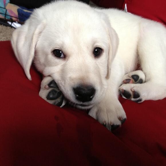 8 weeks old