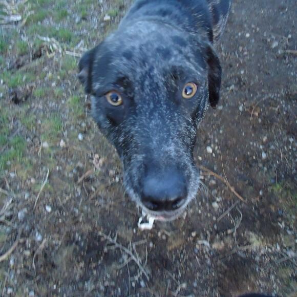 Nyx at the dog park.