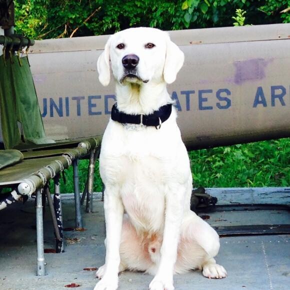 Remi (1yr) training for his job as a SAR dog