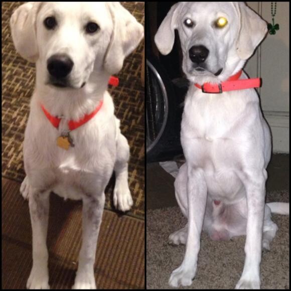 Skin problems. Before and after along with a vet visit