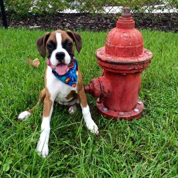 Baby Malibu enjoying the outdoors