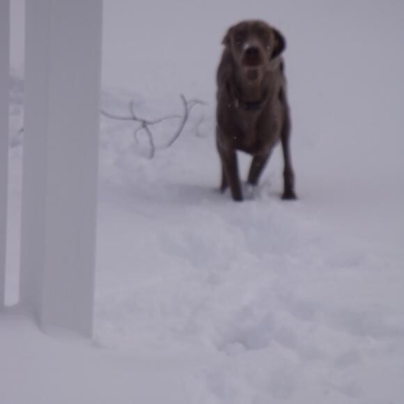 Running in the snow is a favorite pass time.