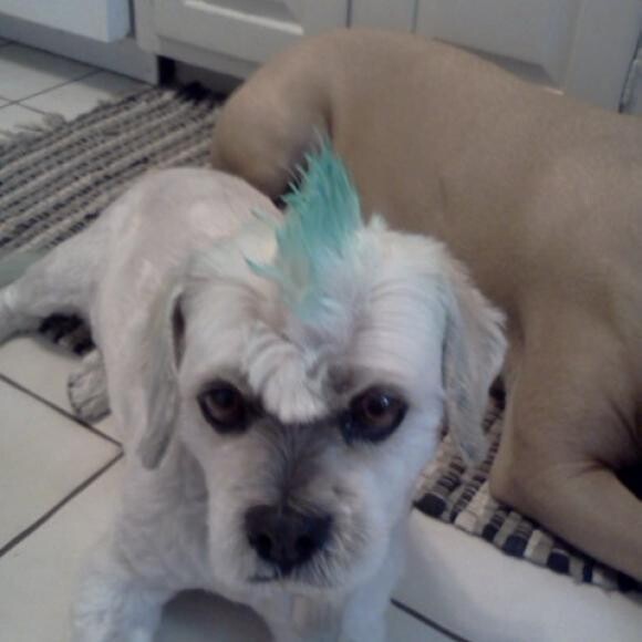 Hogan Joseph the Lhasa Apso
