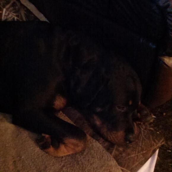 My best buddy elvis