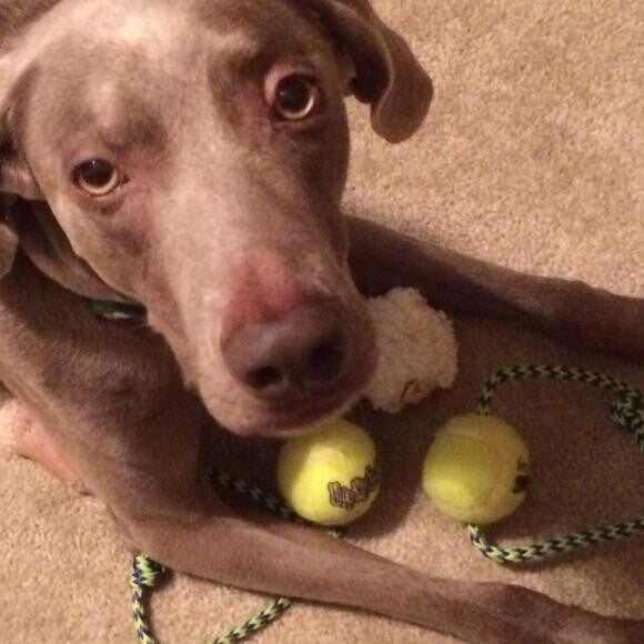 I like my tennis balls