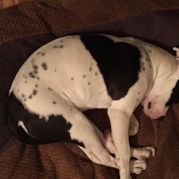 Daisy Mae after her first agility class