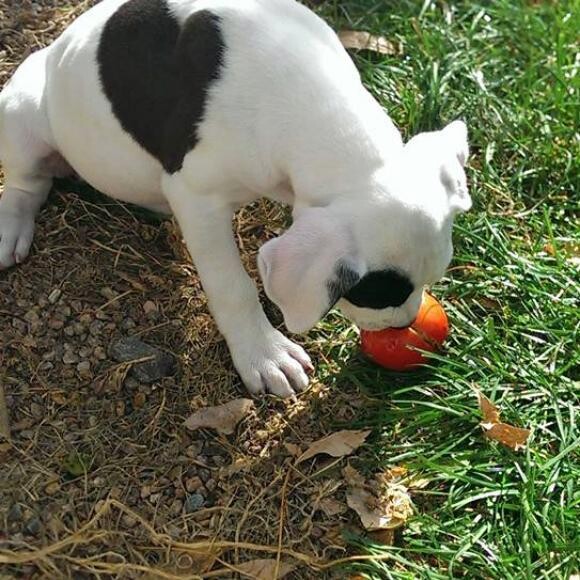 My favorite picture of Daisy, the heart and the tomato <3