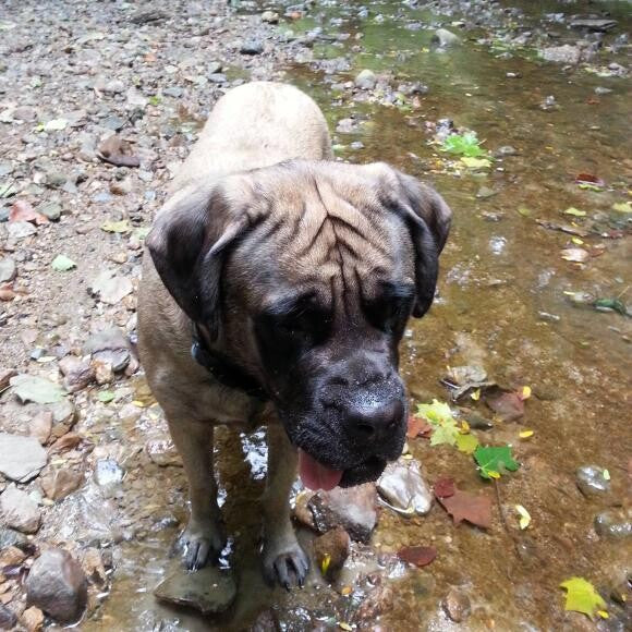 Ando is a 2yr old English Mastiff who was a picky eater.