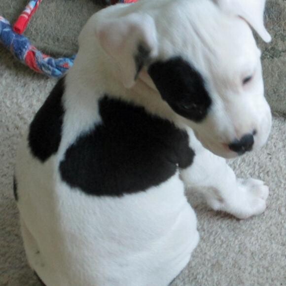Daisy Mae comes with her heart on the outside and the inside too!